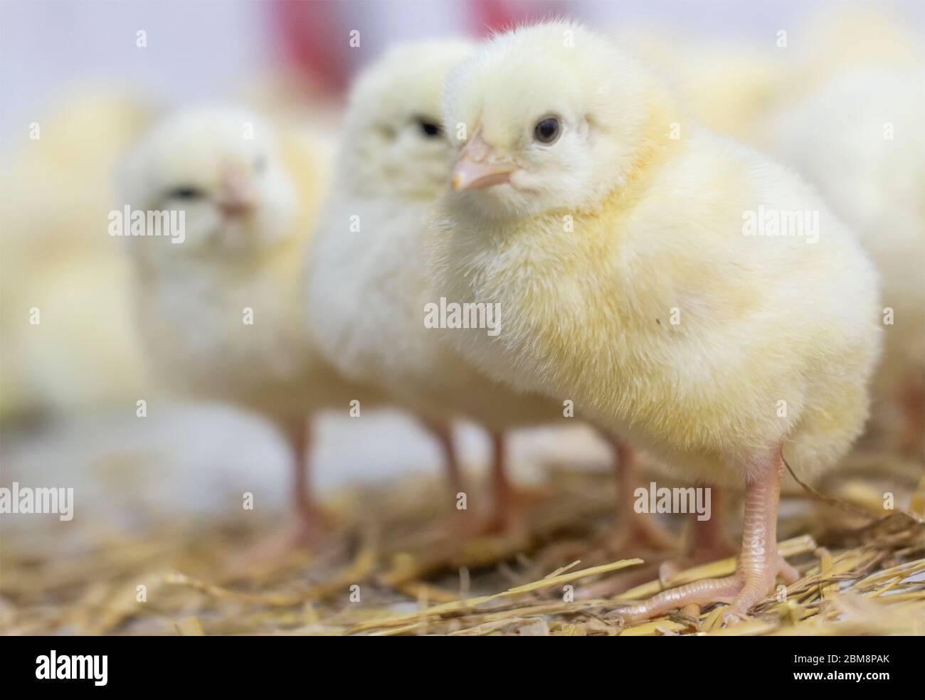 Raising broiler chickens at home, home farm. Young chicks that have just hatched. Selective focus. Stock Photo