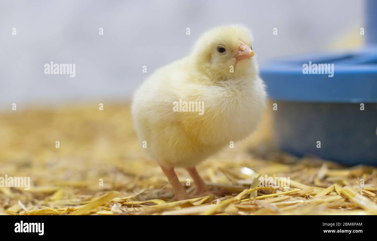 Baby broiler chicken in a cage near the feeder. Selective focus. Stock Photo