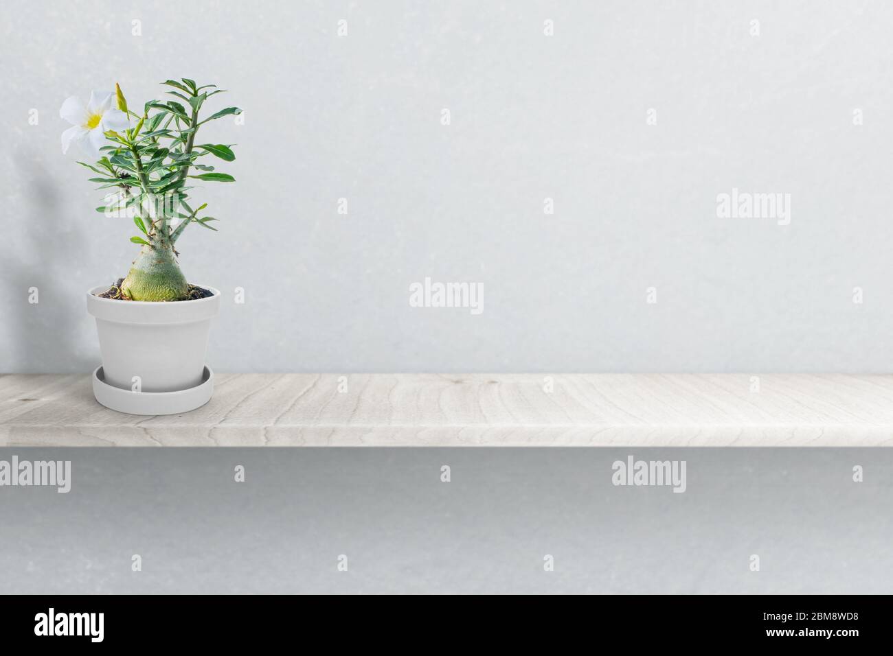 Desert rose on vase isolated on white background Stock Photo - Alamy