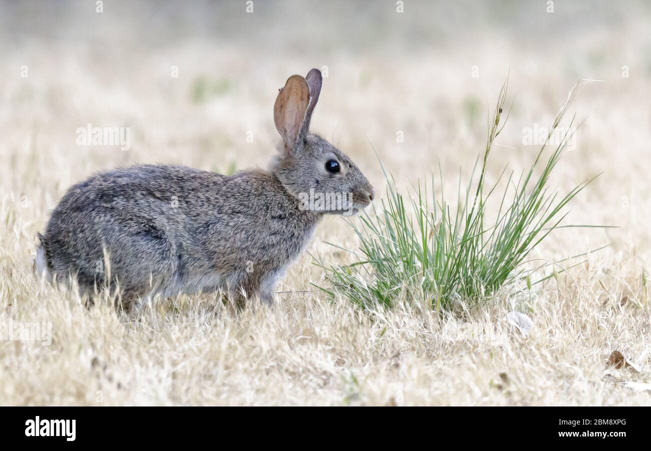 Wary Cottontail Rabbit Interrupted Eating Stock Photo