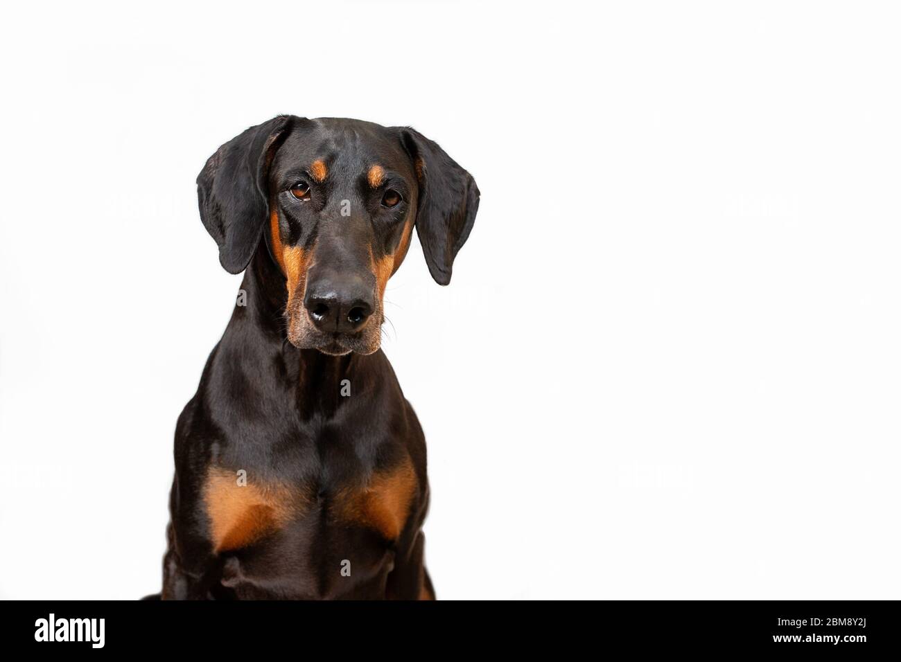 Black and tan Doberman dog sitting looking straight at camera, isolated on a white background with copy space. Natural floppy ears. Stock Photo