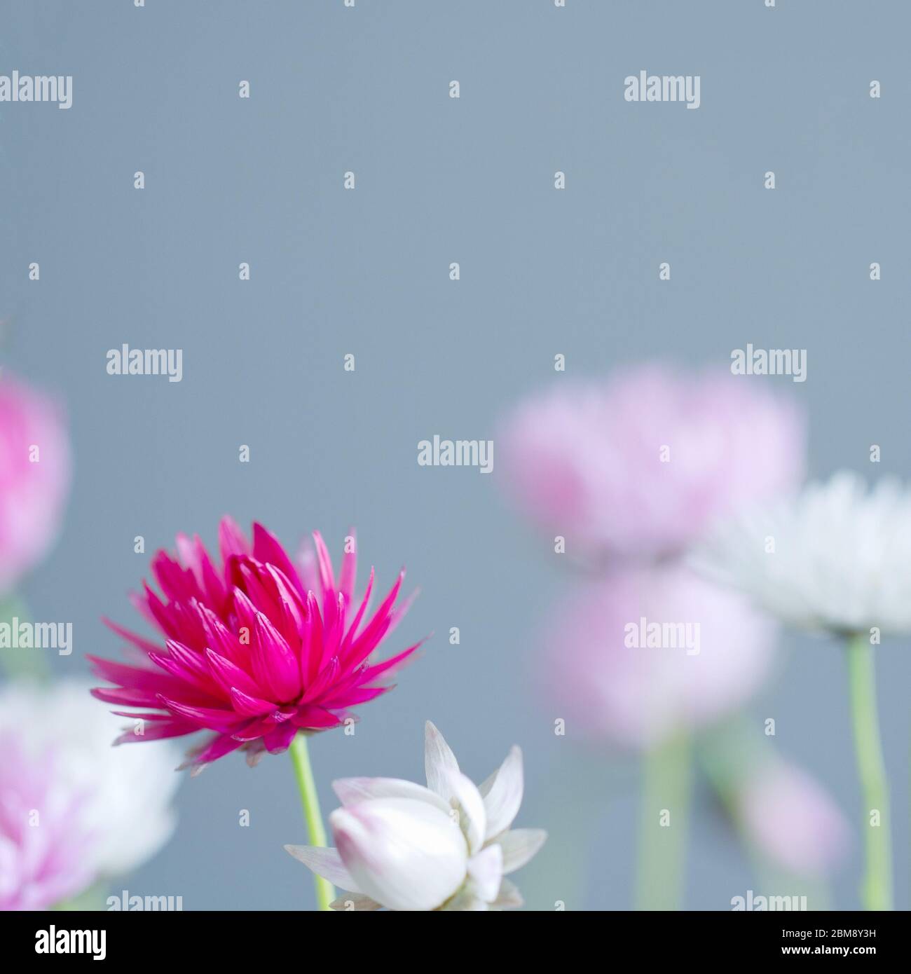 Australian pink and white everlasting daisies. Also known as paper daisies. Stock Photo