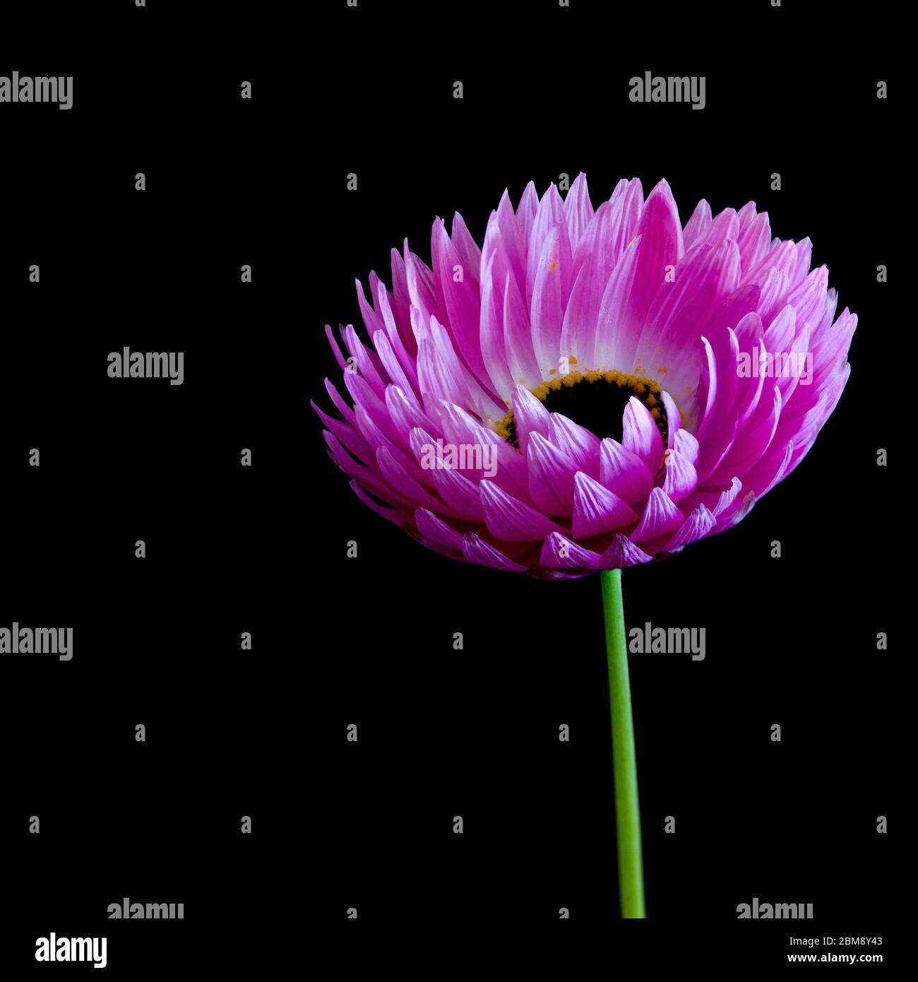 A single Australian pink Everlasting daisy on a black background. Also known as paper daisies. Stock Photo