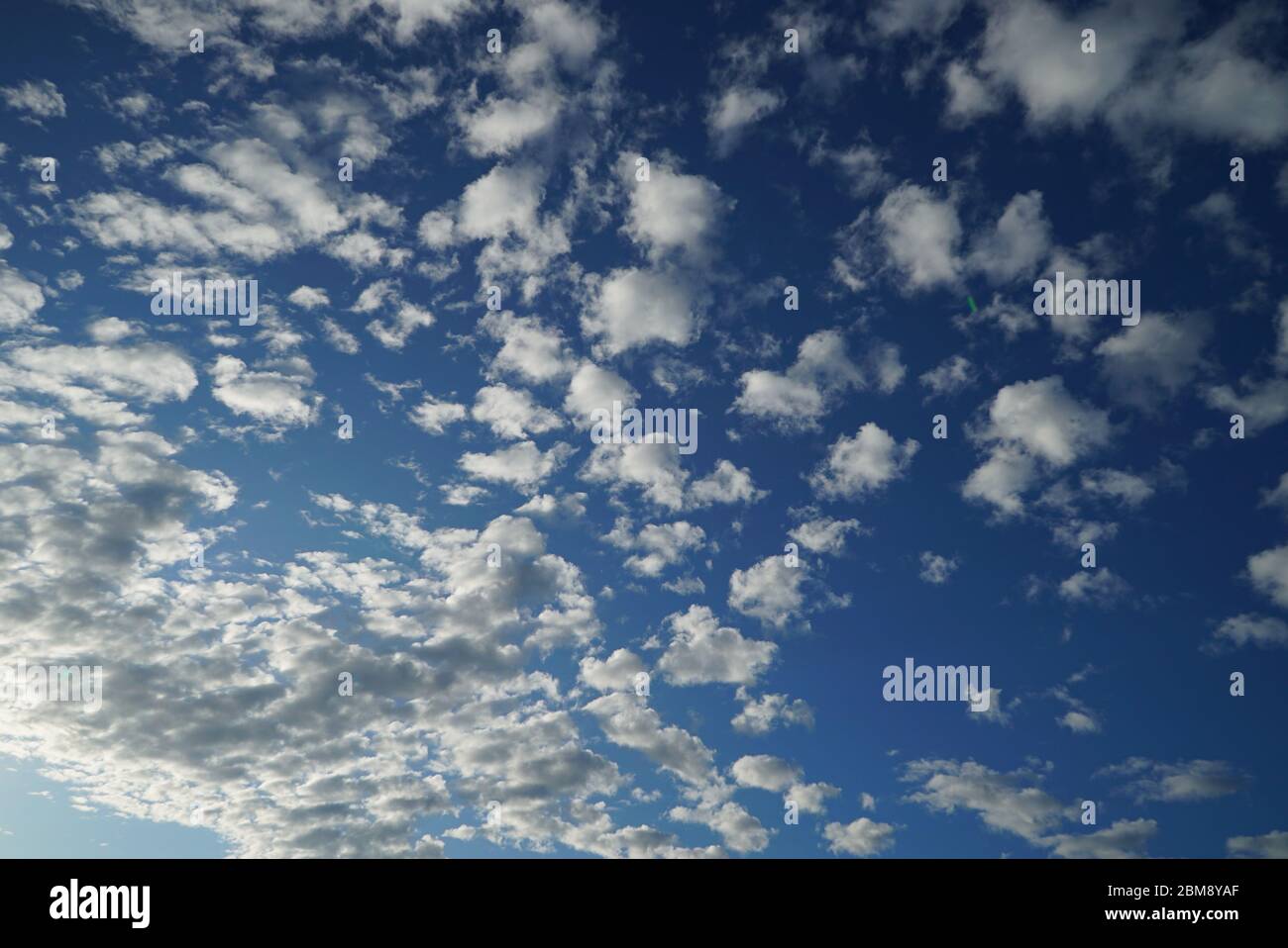 Fluffy white clouds (Altocumulus stratiformis) in blue sky Stock Photo