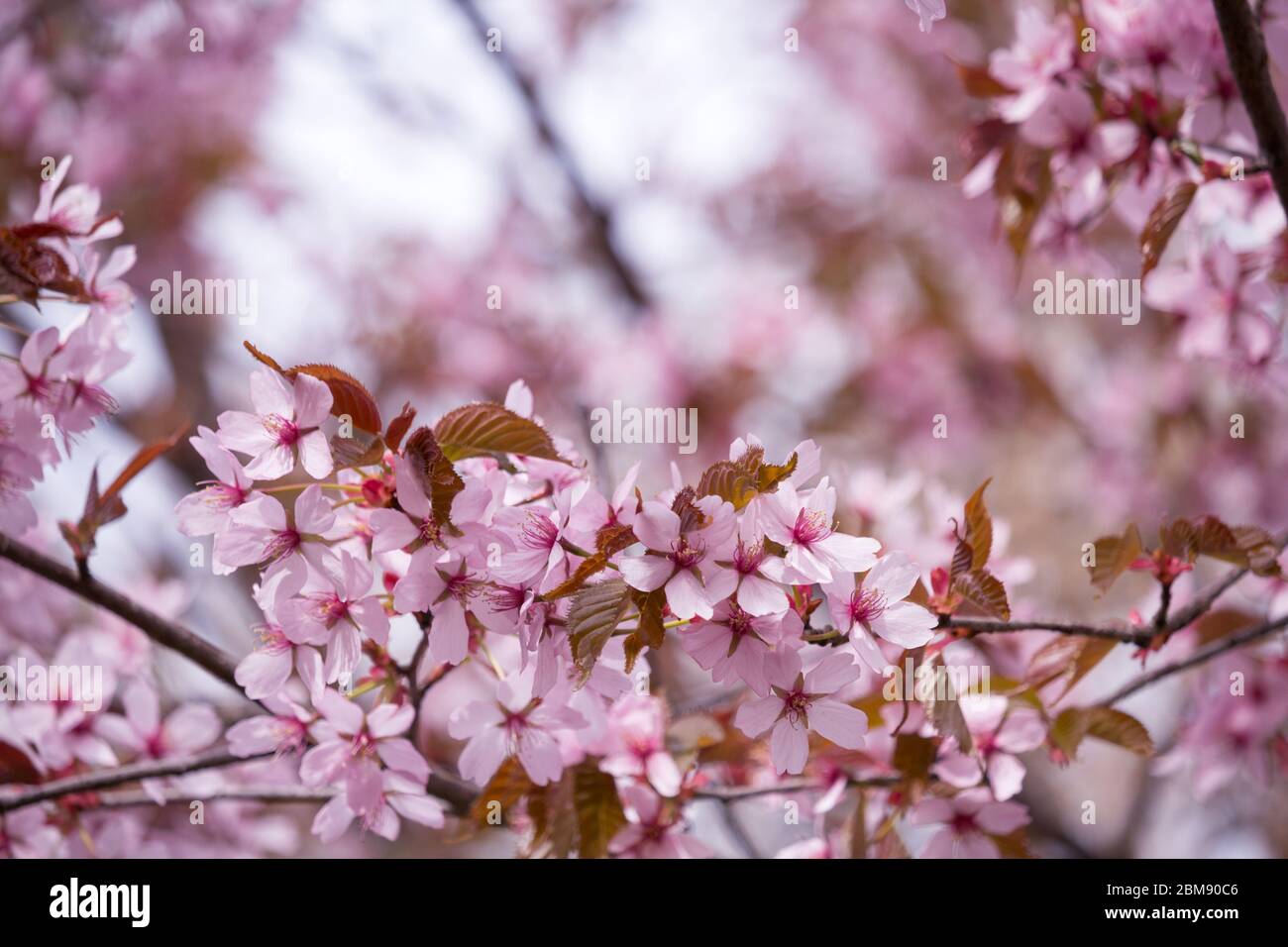 Beautiful and fresh spring backgrund with blurry light pink cherry blossom tree branches Stock Photo