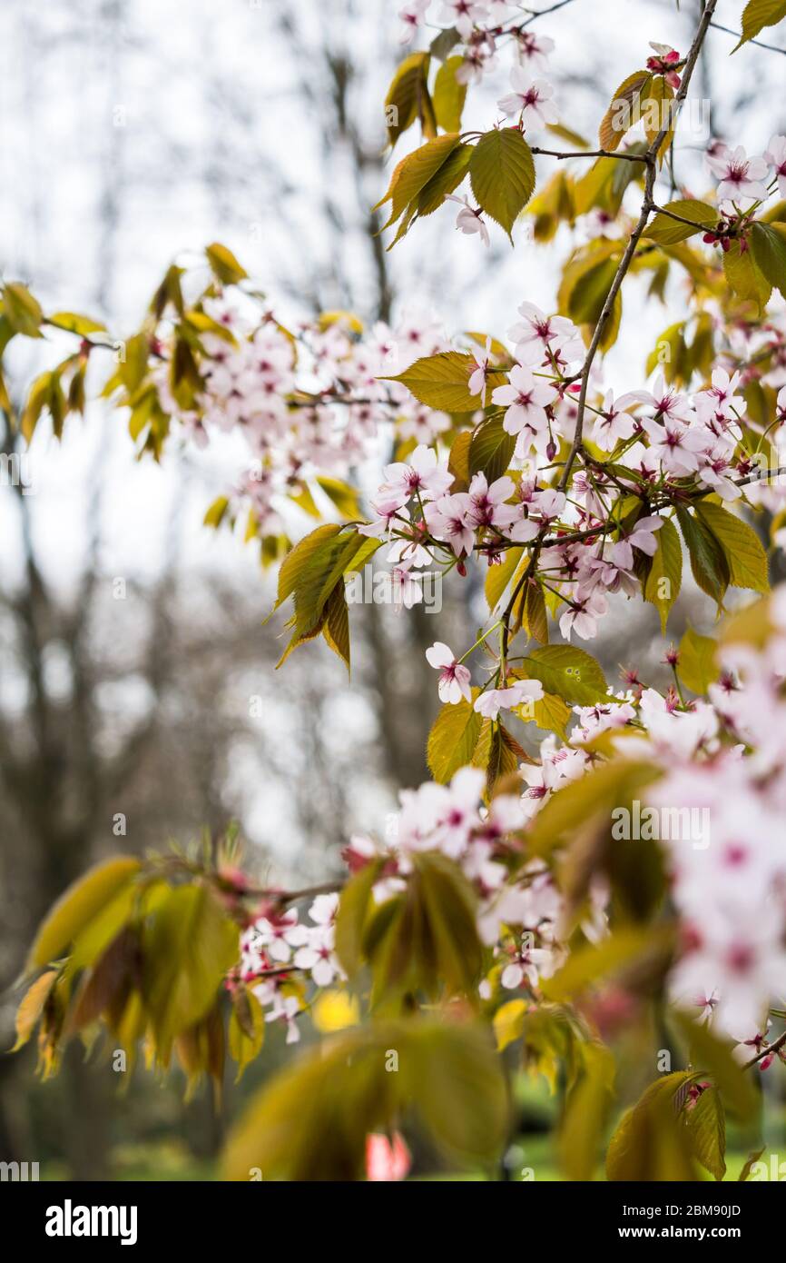 Beautiful and fresh spring backgrund with blurry light pink cherry blossom tree branches background Stock Photo