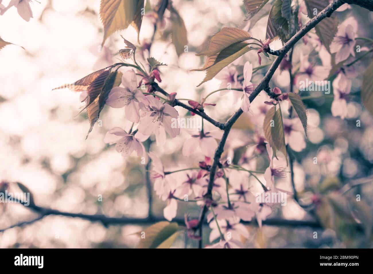 Beautiful and fresh spring backgrund with blurry light pink cherry blossom tree branches background Stock Photo