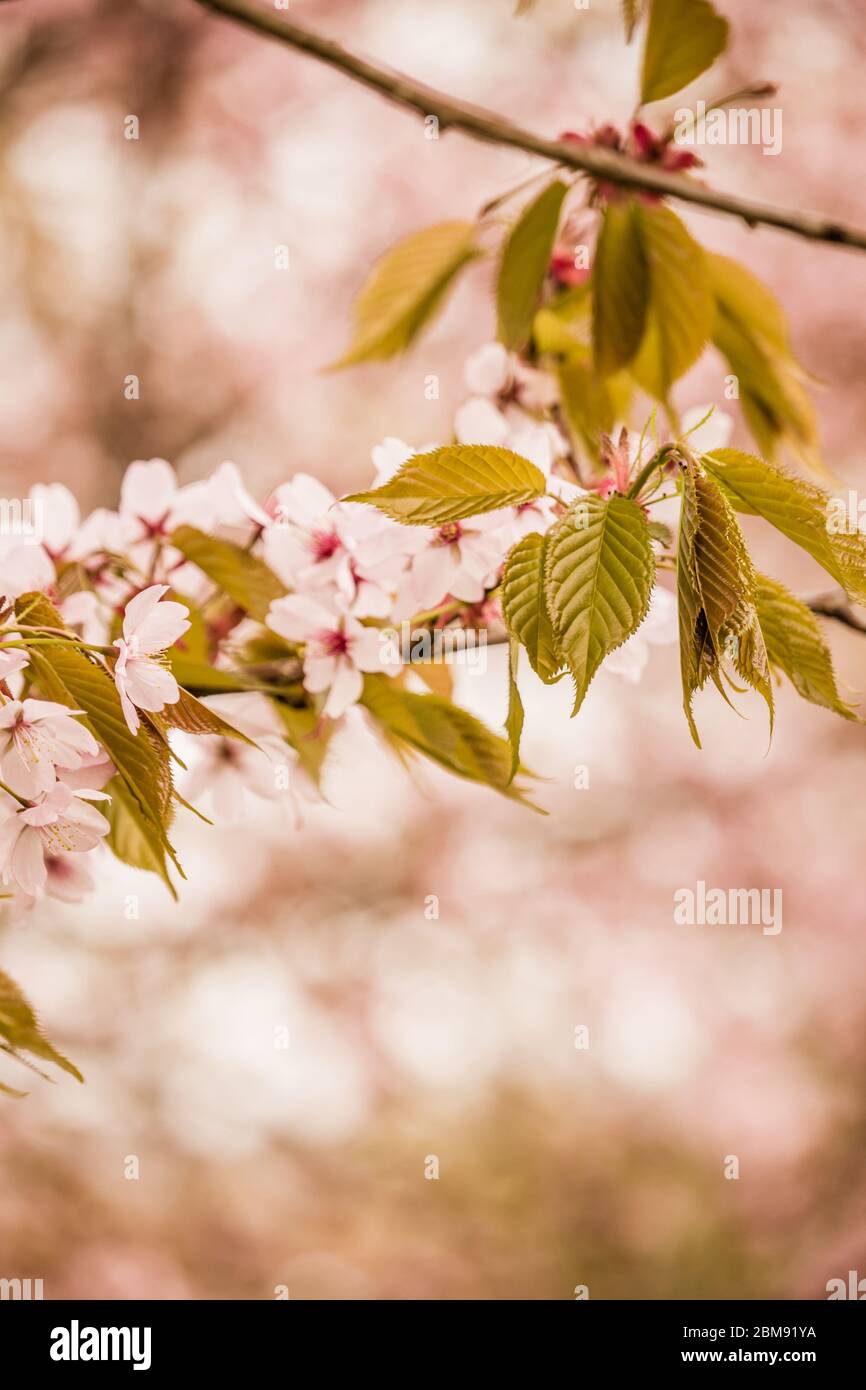 Freshness of Spring, cherry blossom branches with white delicate flowers and blurry background Stock Photo