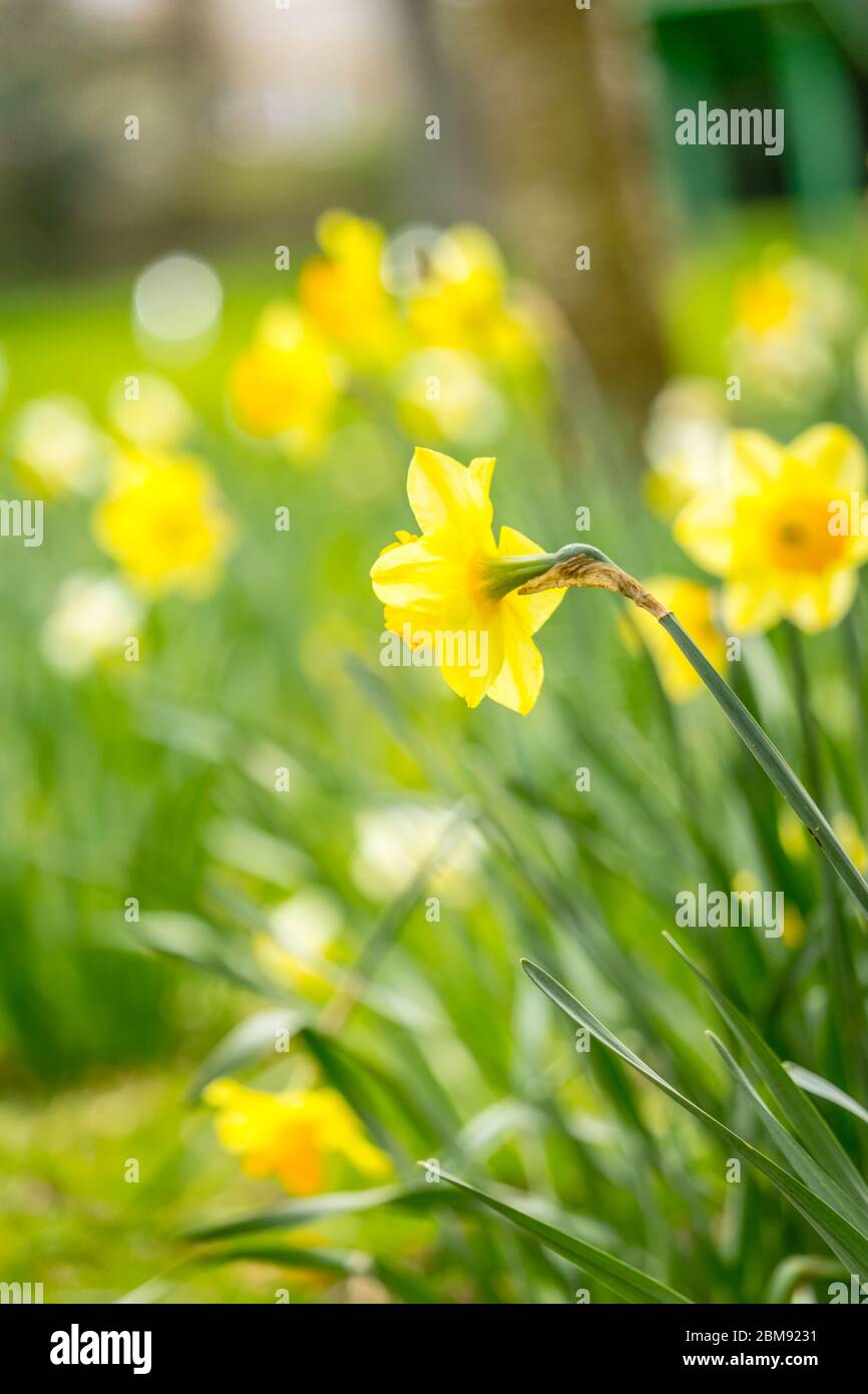 Beautiful, fresh yellow daffodils growing in the park with bokeh lights, macro shot Stock Photo