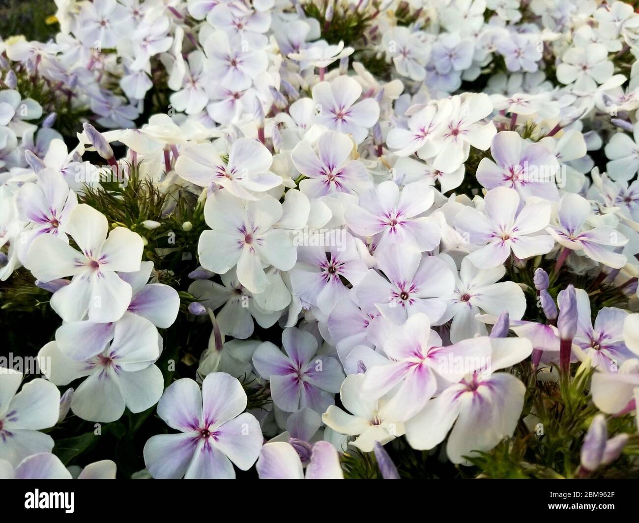 Beautiful white color of Sweet Summer Fantasy Phlox flowers Stock Photo