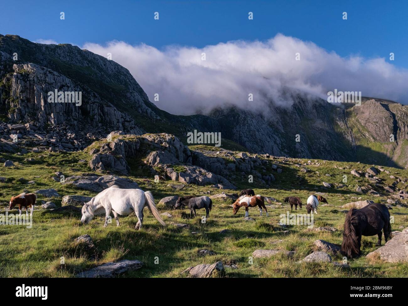 Wild Welsh Ponies in Cwm Idwal backed by The Glyderau Mountains, Snowdonia National Park, North Wales, UK Stock Photo