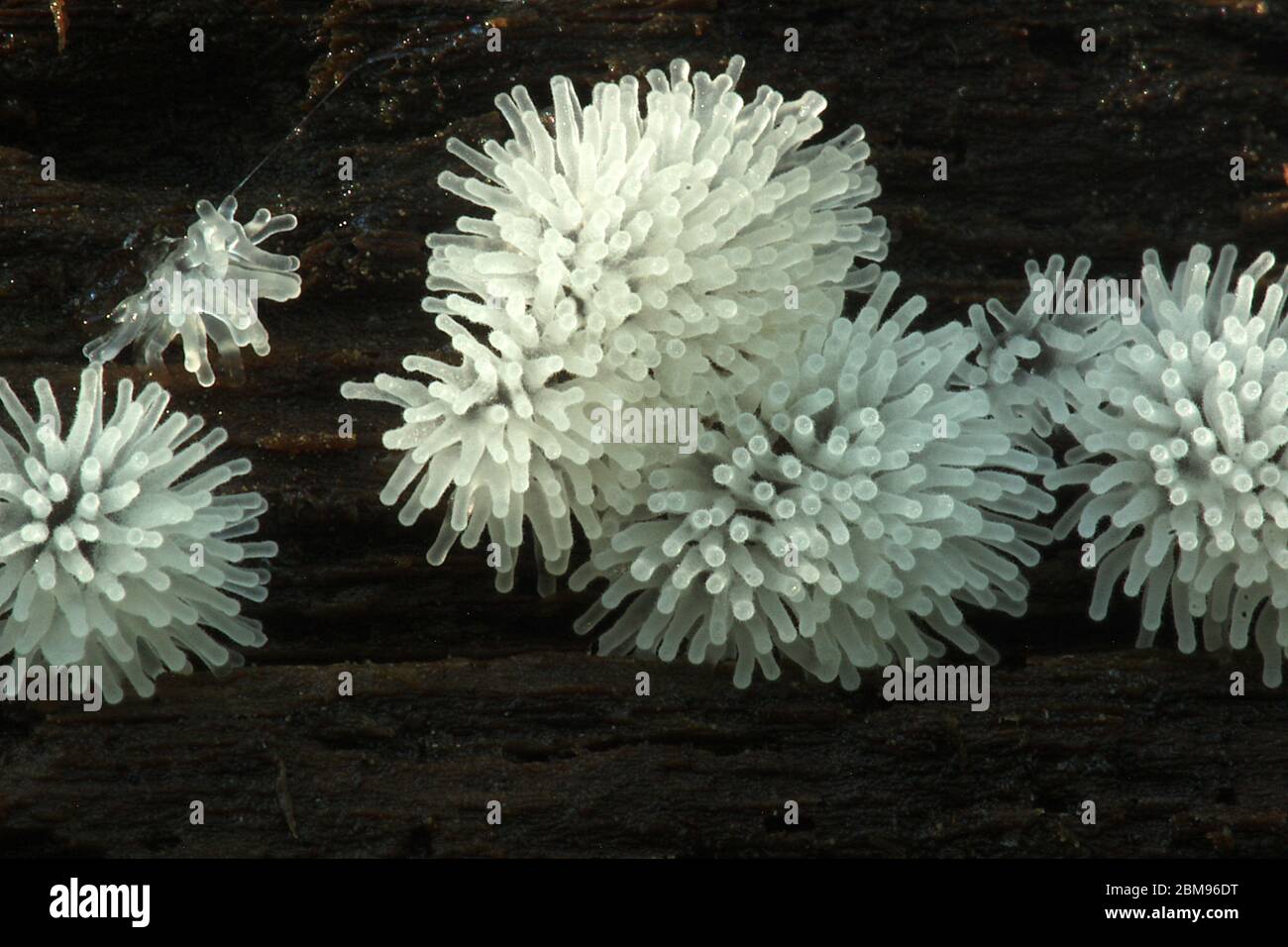 Honeycomb slime mold (Ceratiomyxa fruticulosa) Stock Photo