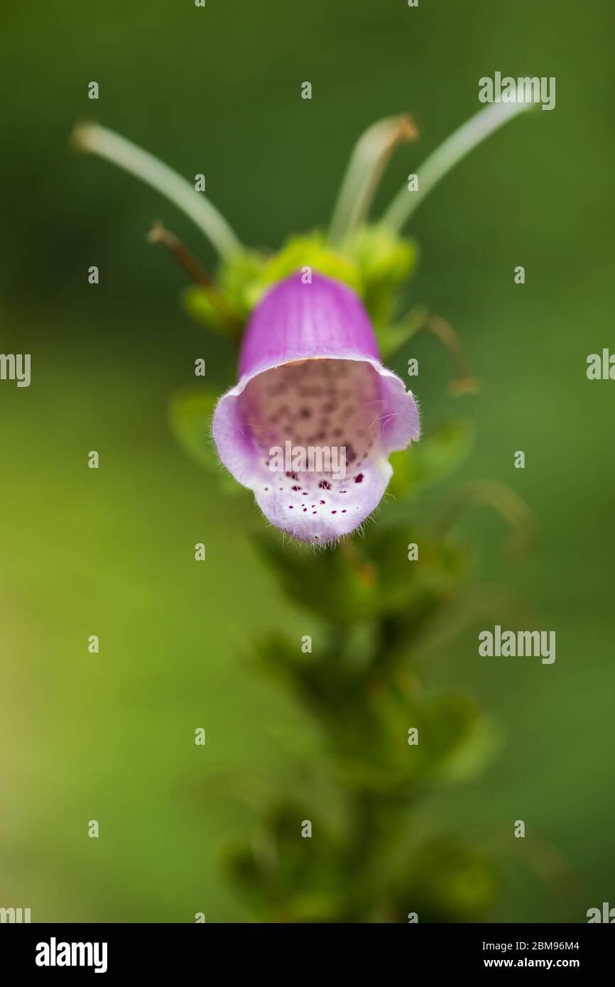 Close-up image of a Digitalis flower. Stock Photo