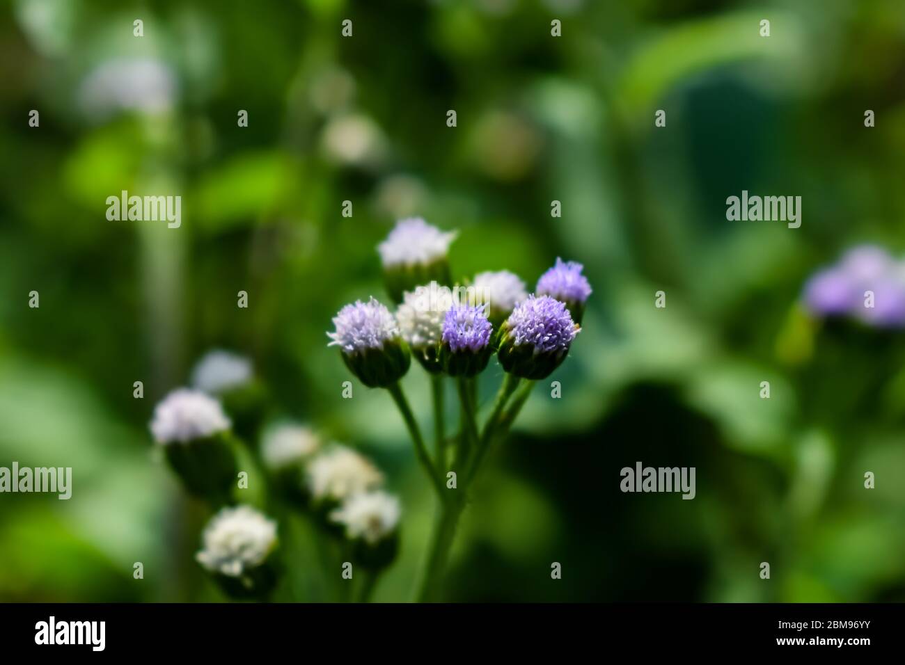 Ageratum conyzoides is native to Tropical America, especially Brazil, and considered an invasiva weed in many other regions. Stock Photo