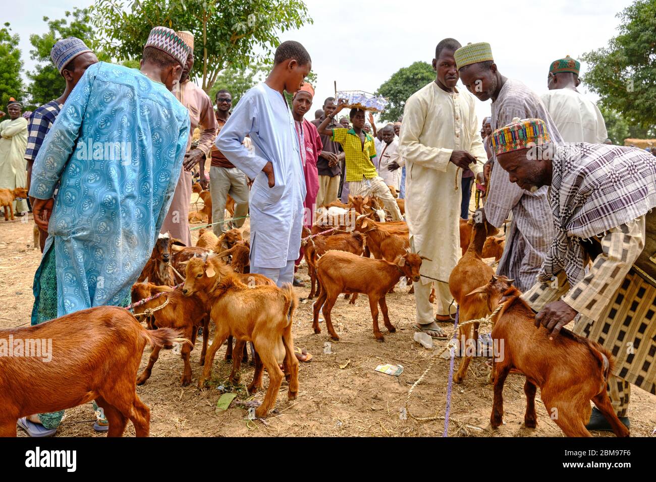 Goat sellers in the Birnin Kudu market Stock Photo Alamy