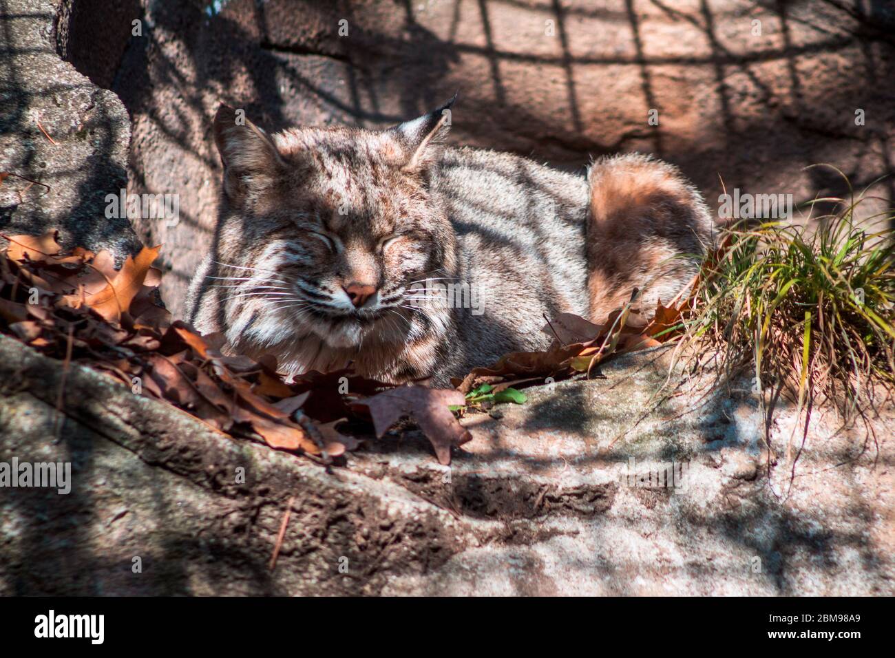 Bobcat sleeping in the sun at the John Ball Zoo Stock Photo Alamy