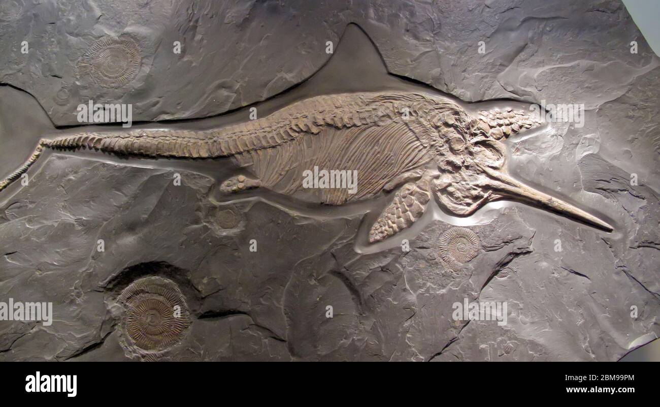 Fossil fish in stone Stock Photo
