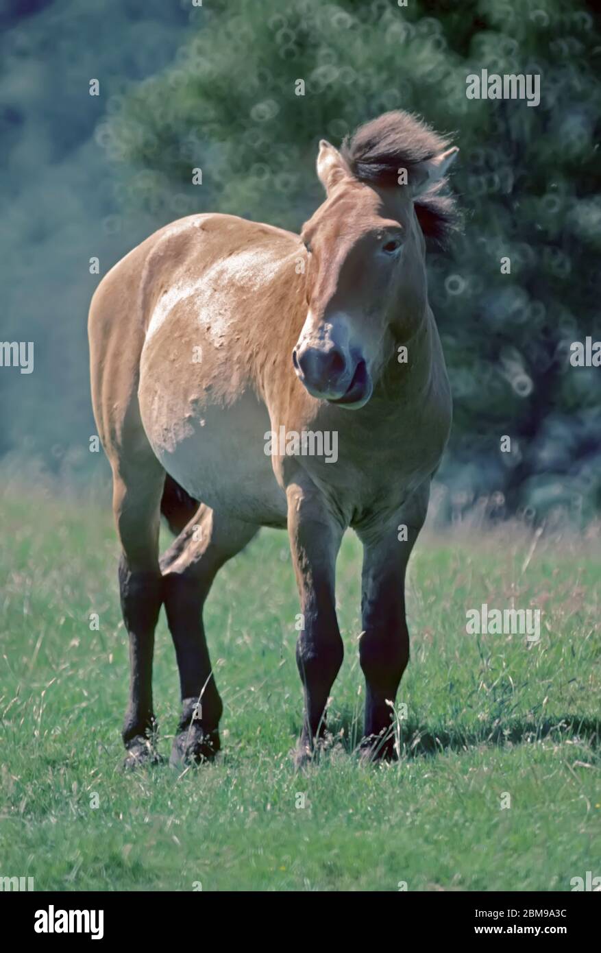 Przewalski's Horse Stock Photo