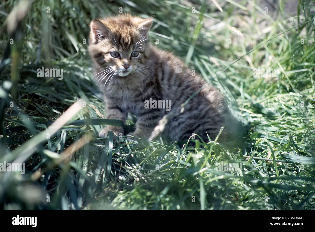 Scottish wildcat kitten Stock Photo