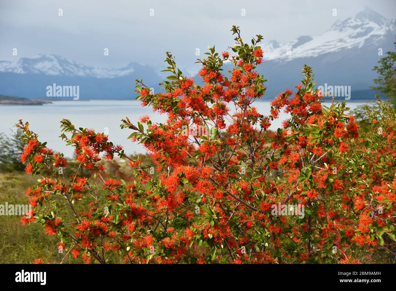 Embothrium coccineum, commonly known as the Chilean firetree, Chilean firebush, notro, or ciruelillo, at Los Glaciares national park with Lago Argenti Stock Photo