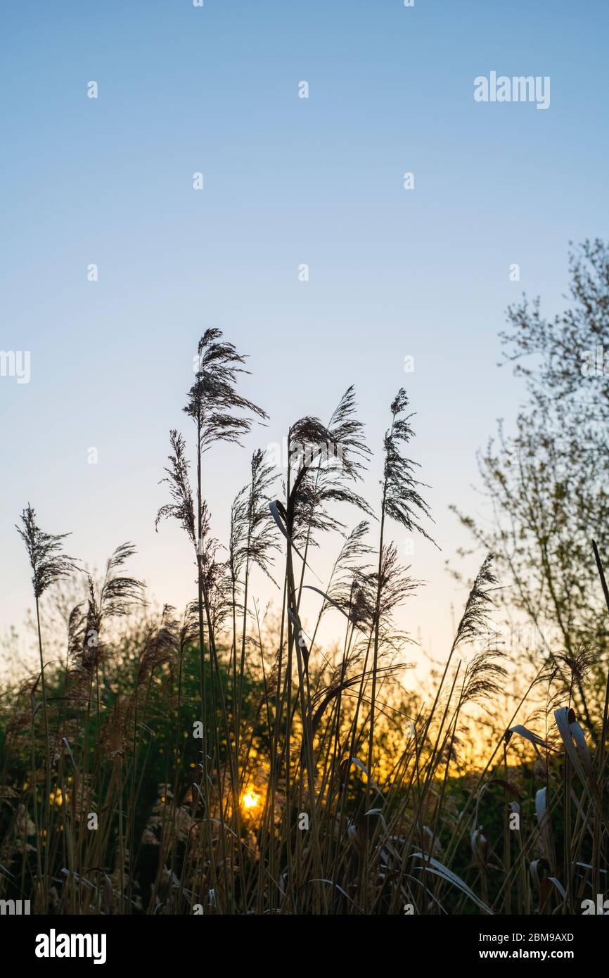 Phragmites australis. Silhouette of common reed at sunrise in the ...