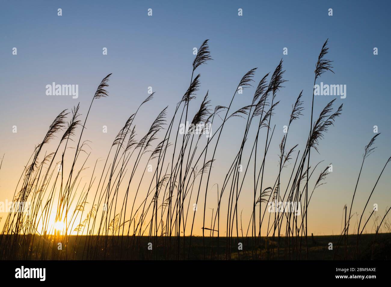 Phragmites australis. Silhouette of common reed at sunrise in the ...
