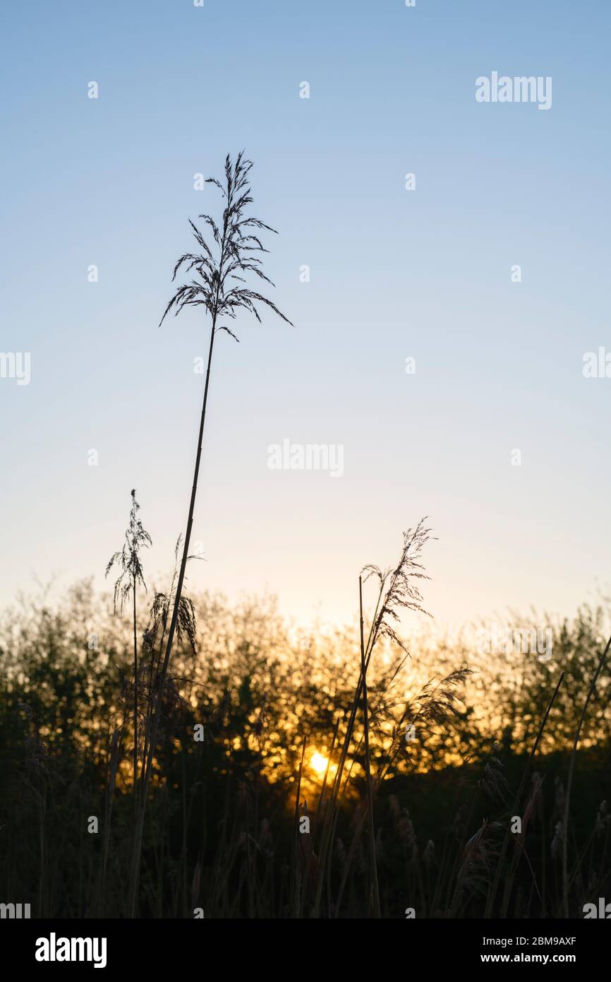 Tall reed plants hi-res stock photography and images - Alamy