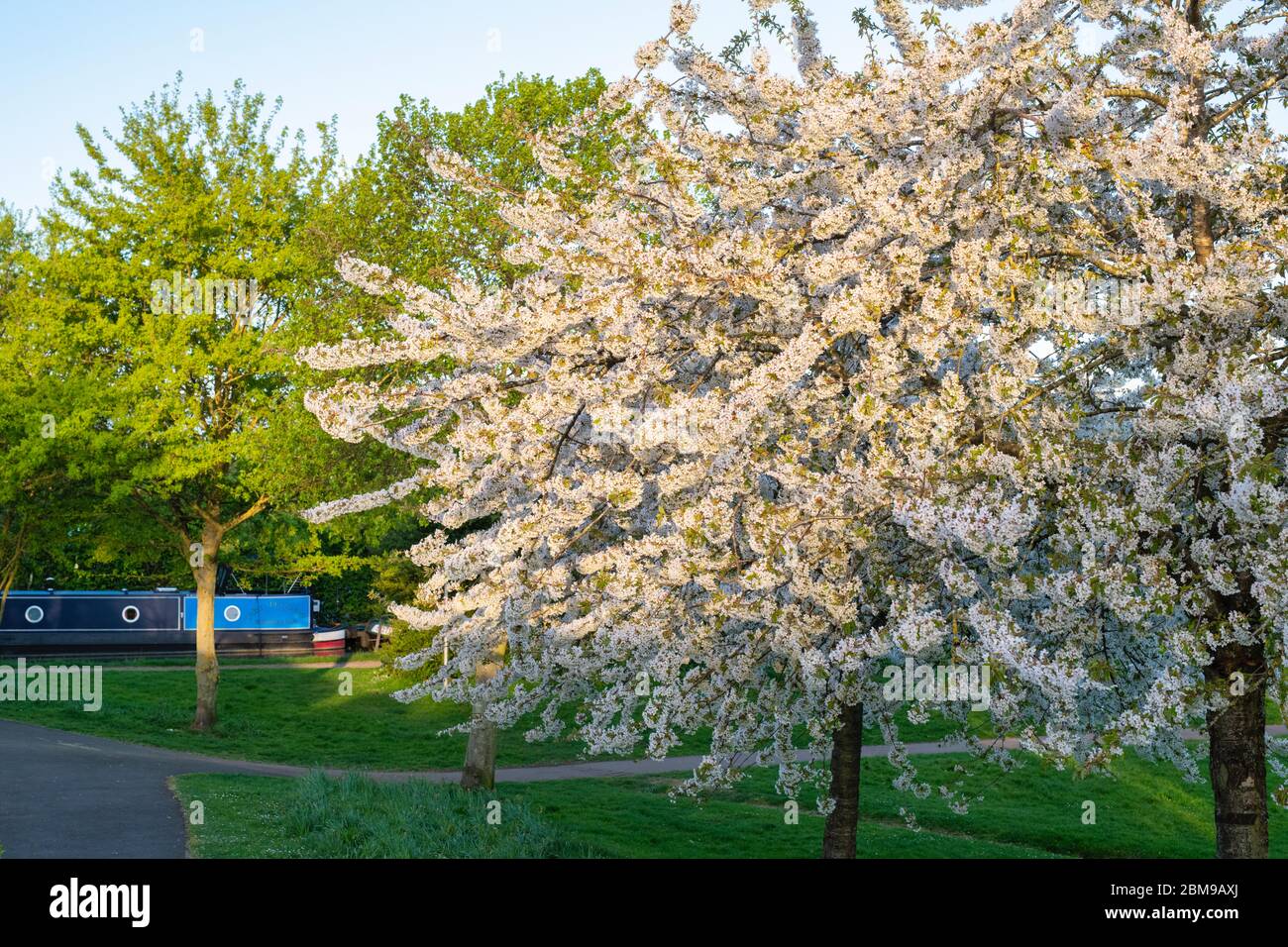 Prunus. Cherry tree blossom in spiceball park next to the oxford canal at sunrise. Banbury, Oxfordshire, England Stock Photo