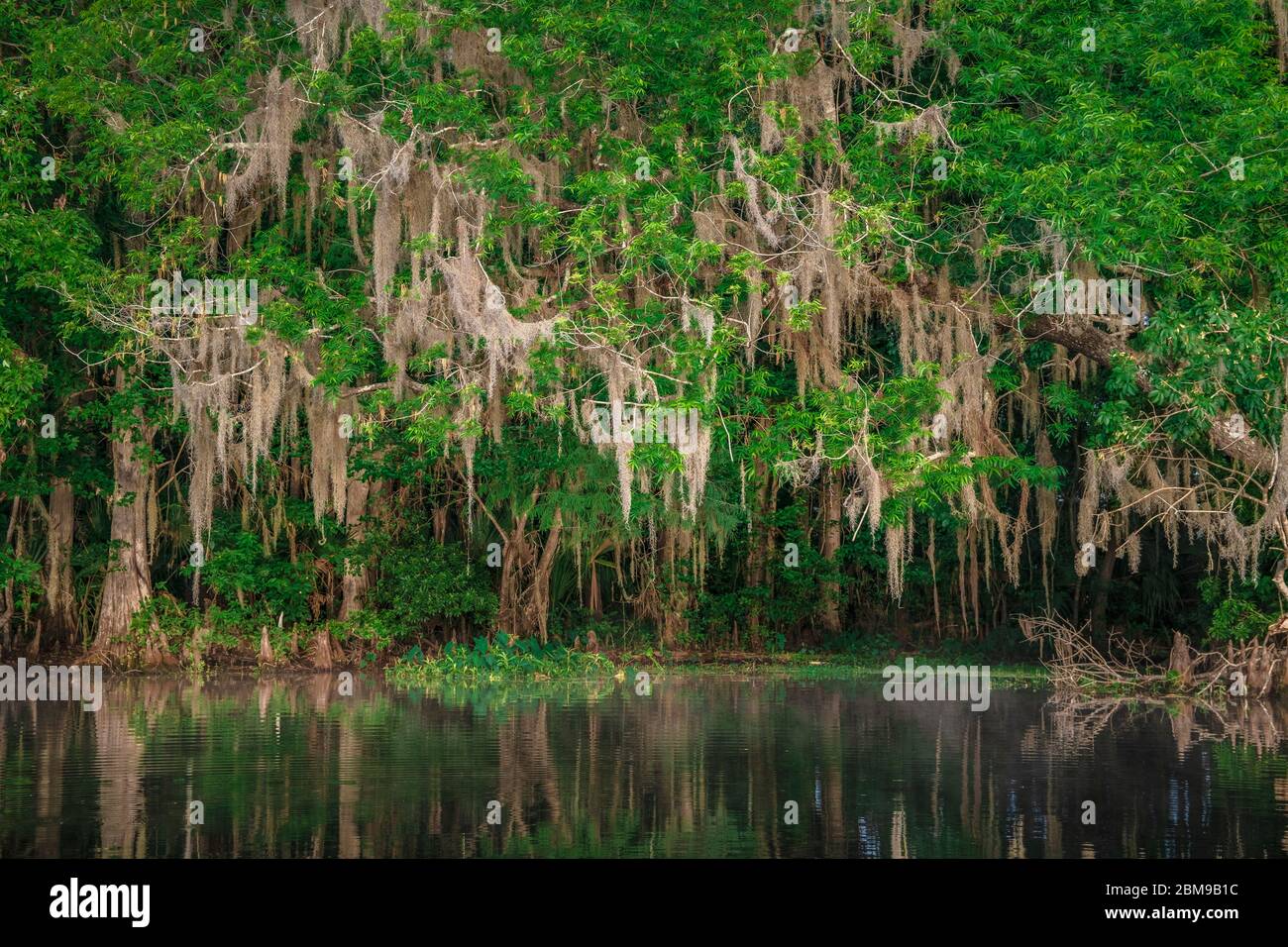 Spanish moss hangs from cypress trees along the bank of the wild and