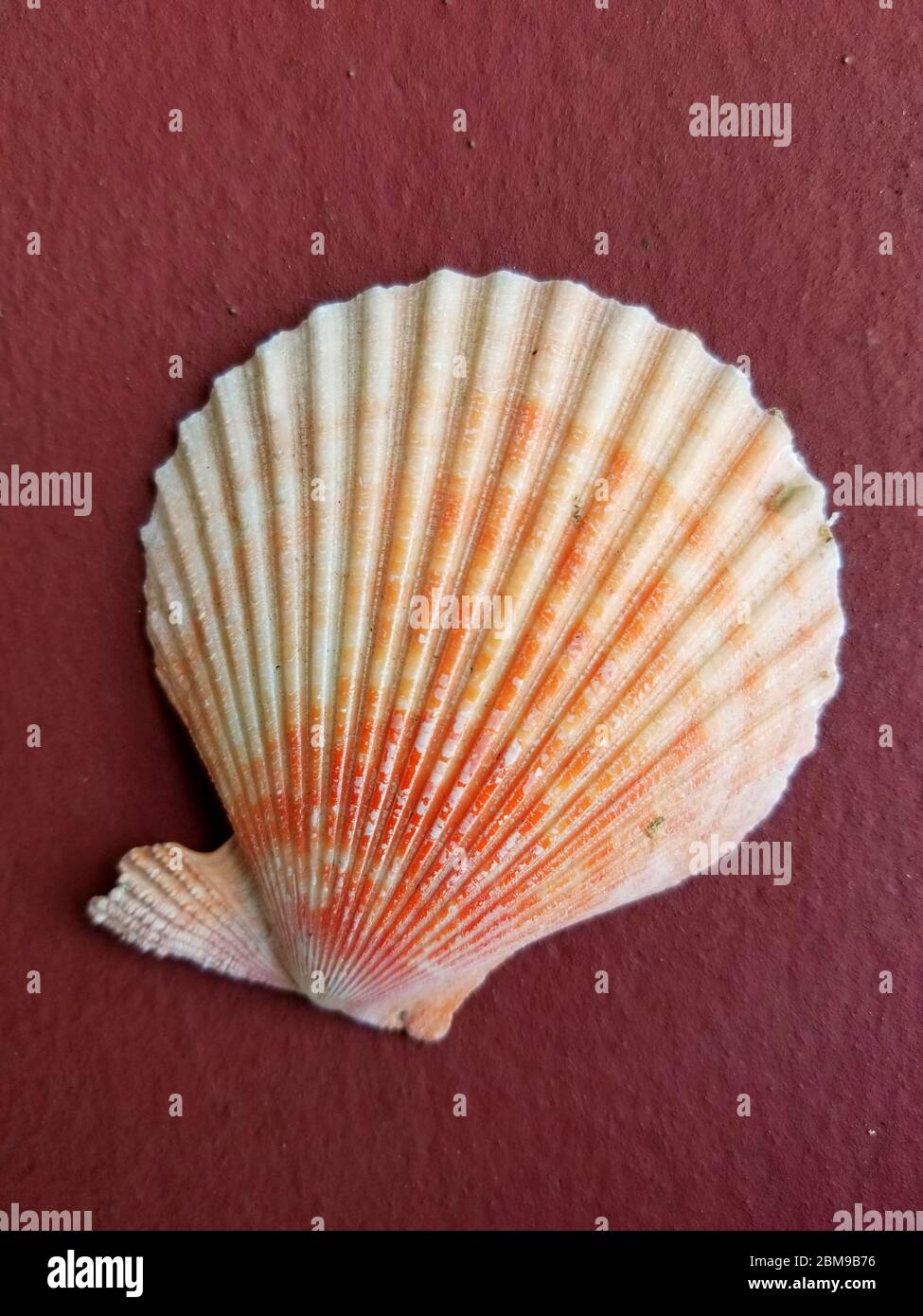 Scallop seashell on a dark maroon background Stock Photo