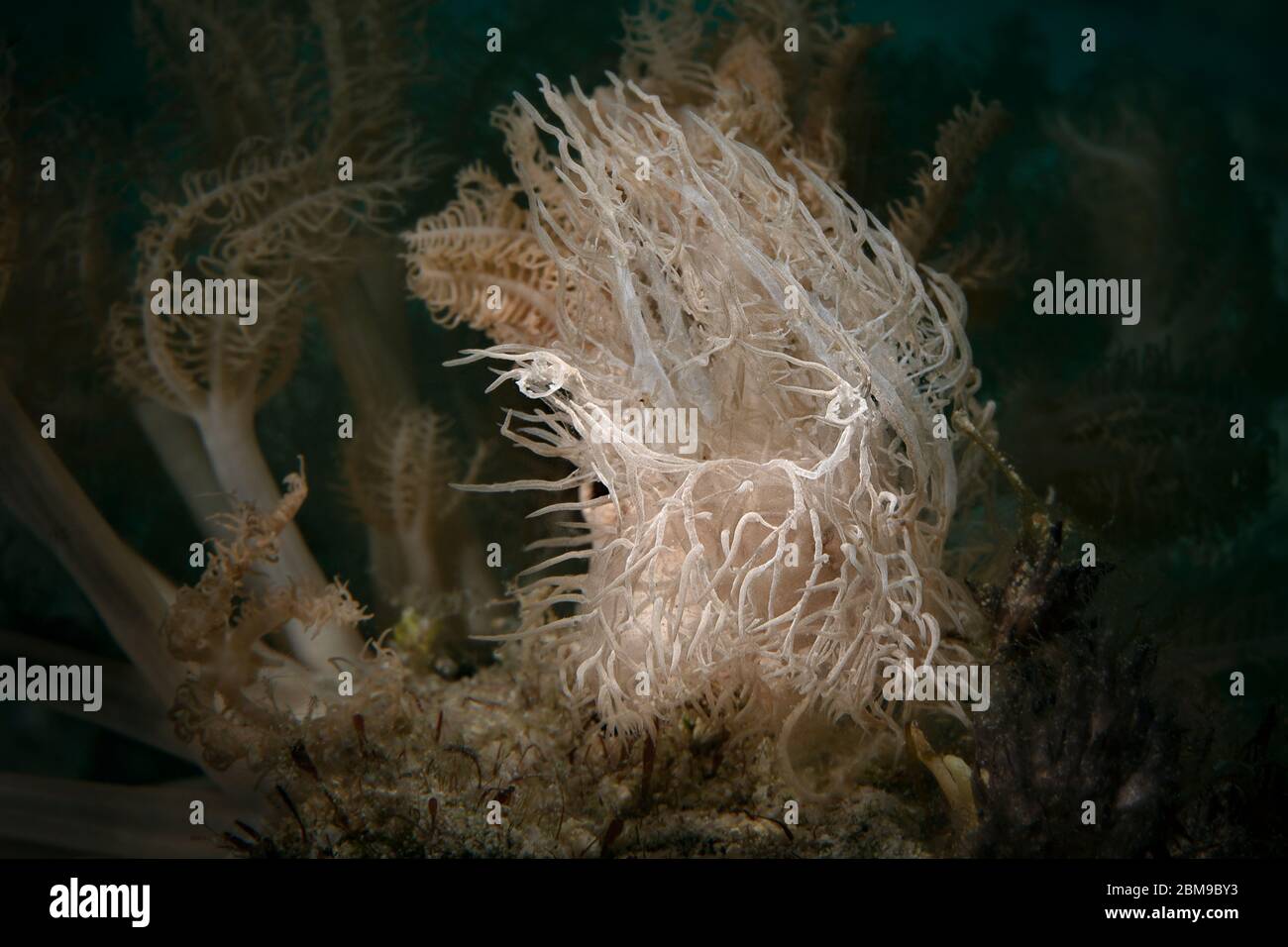 Nudibranch Melibe colemani. Underwater macro photography from Romblon, Philippines Stock Photo