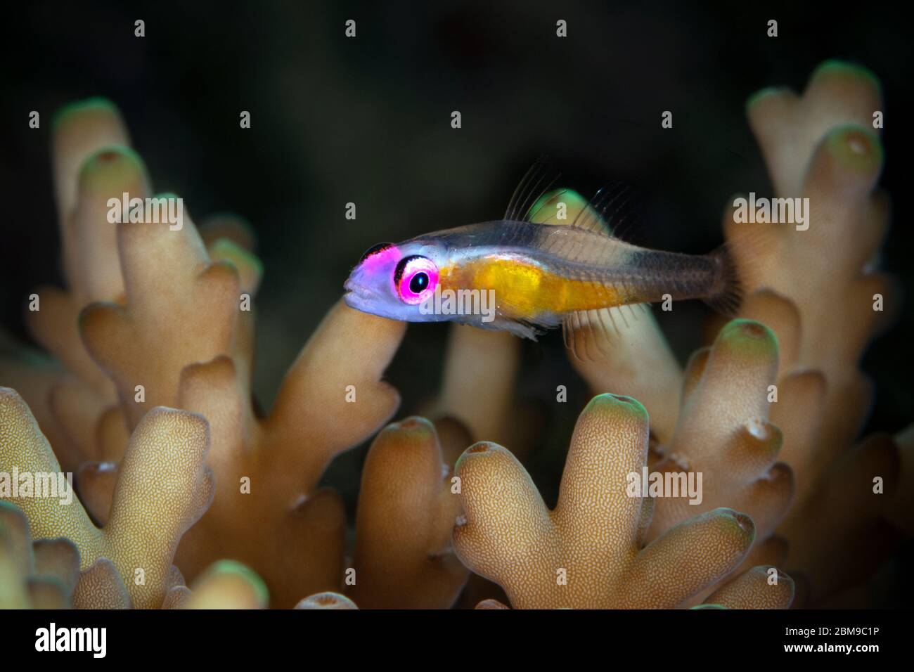 Pink-eyed Goby (Bryaninops natans). Underwater macro photography from Romblon, Philippines Stock Photo