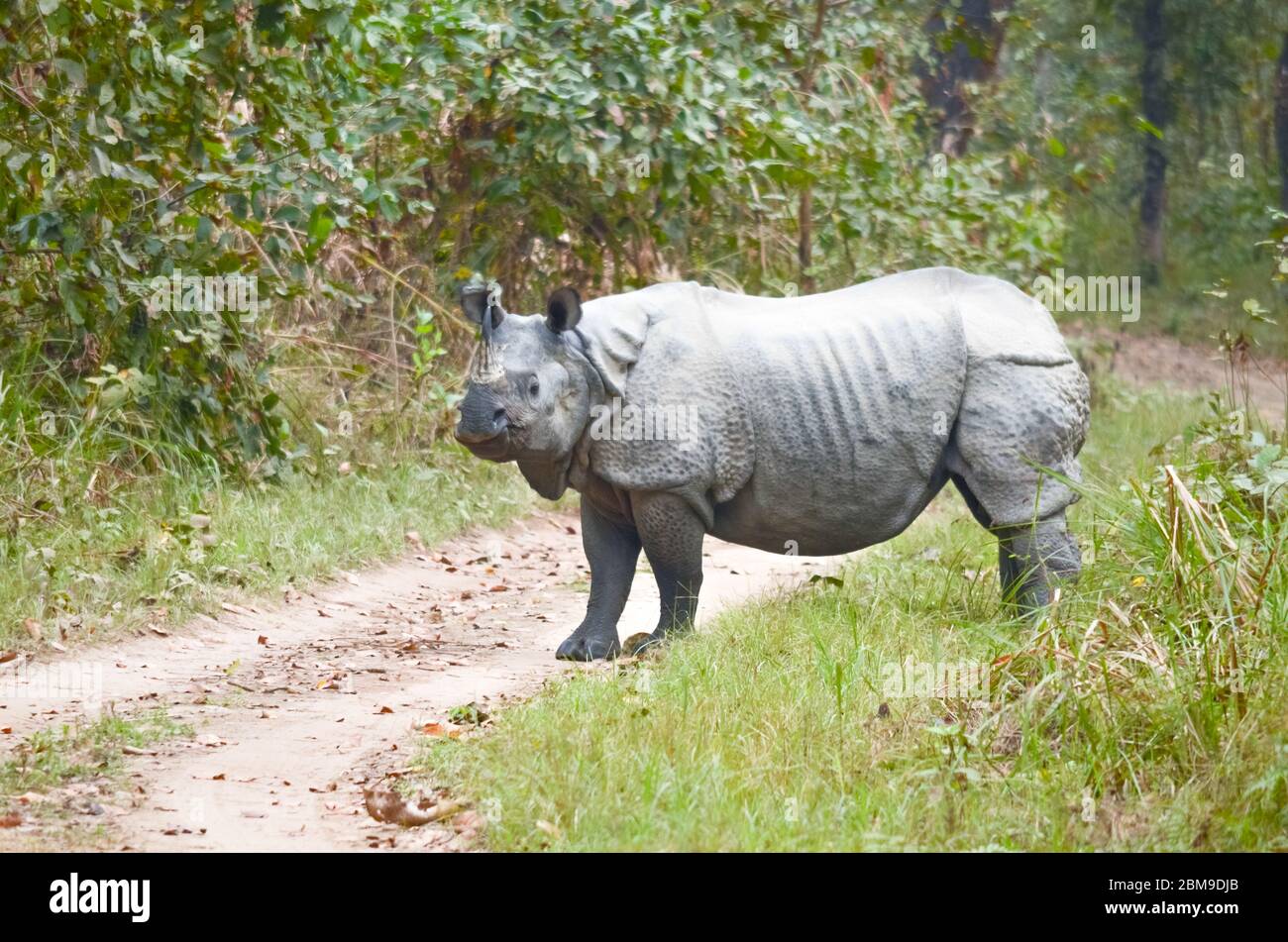 plural of rhinoceros plural of rhinoceros