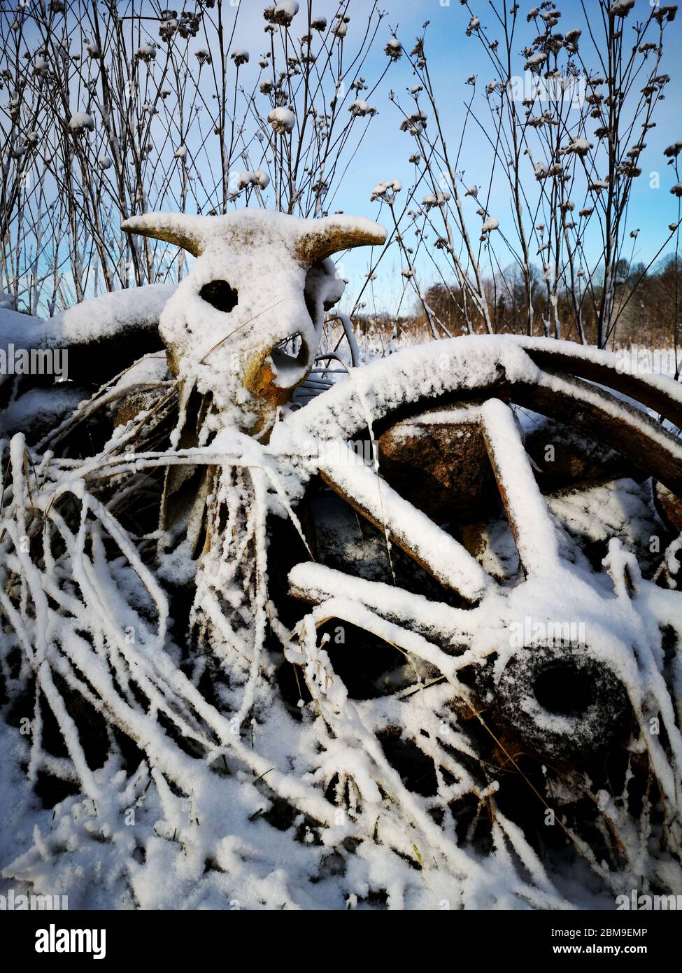 Broken snowy horse carriage wheel and cow skull in winter garden Stock Photo