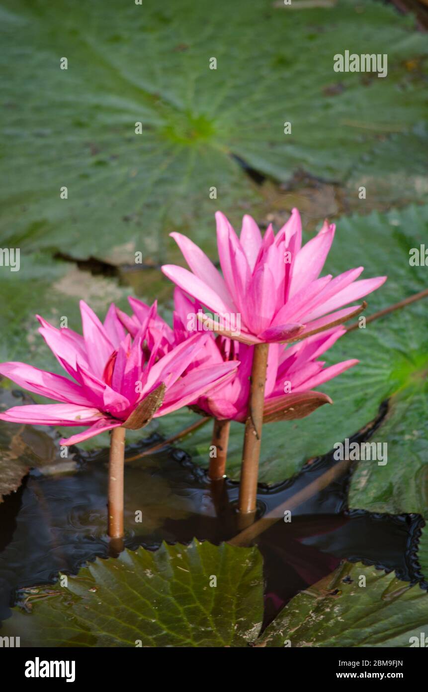 pink beautiful lotus and green leaf in pond Stock Photo - Alamy