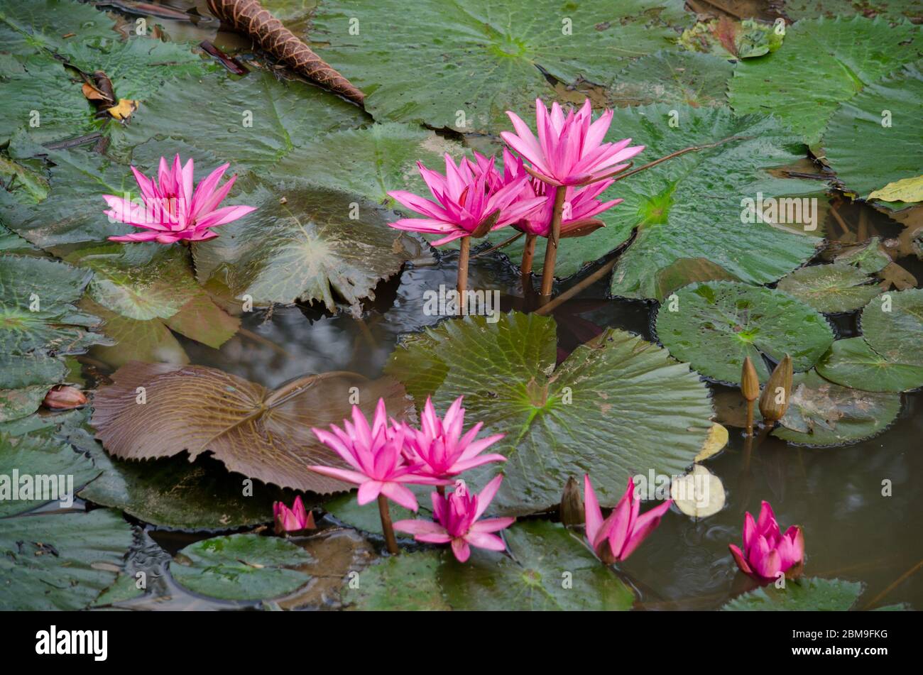 pink beautiful lotus and green leaf in pond Stock Photo - Alamy