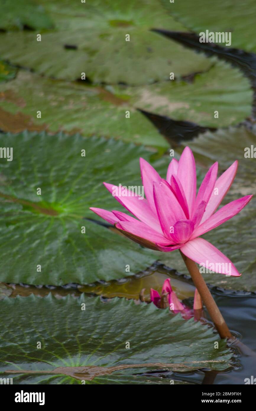 pink beautiful lotus and green leaf in pond Stock Photo - Alamy