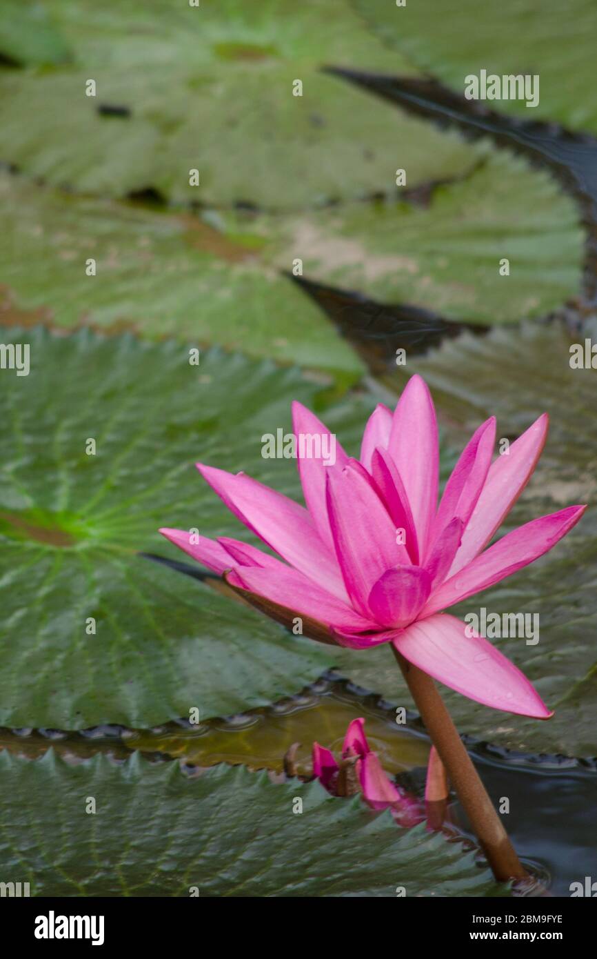 pink beautiful lotus and green leaf in pond Stock Photo - Alamy