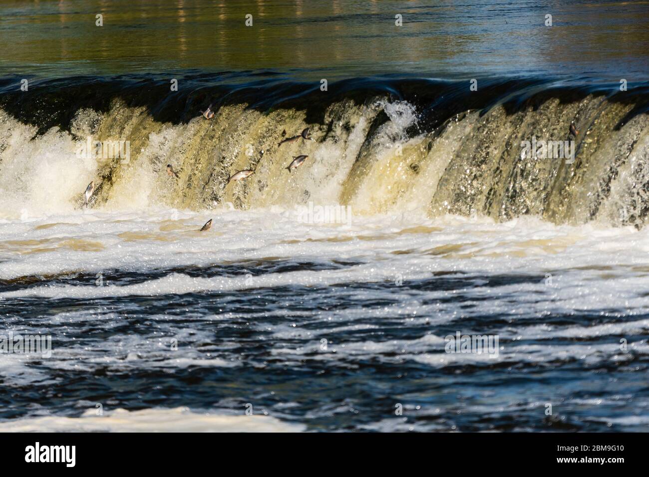 in the spring, fish fly or jump in the widest waterfall in Europe and the fish species is called vimba, which is a fish of the sapalu family that goes Stock Photo