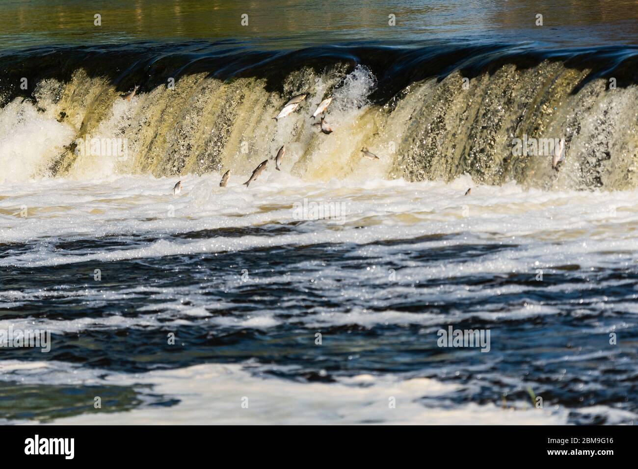 in the spring, fish fly or jump in the widest waterfall in Europe and the fish species is called vimba, which is a fish of the sapalu family that goes Stock Photo