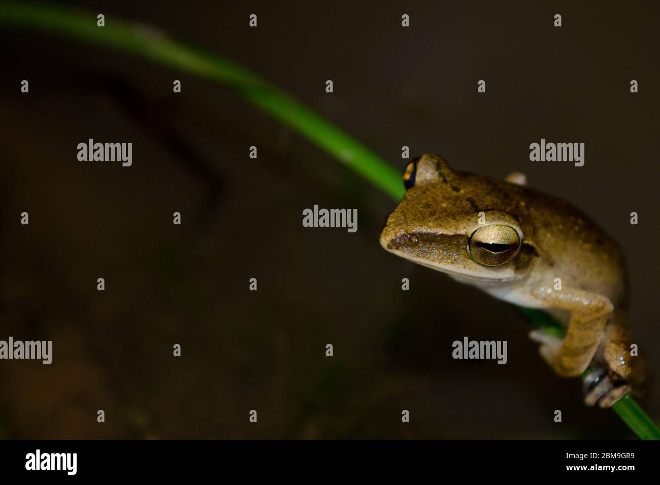 frog live in pond in dry forest and near water Stock Photo Alamy