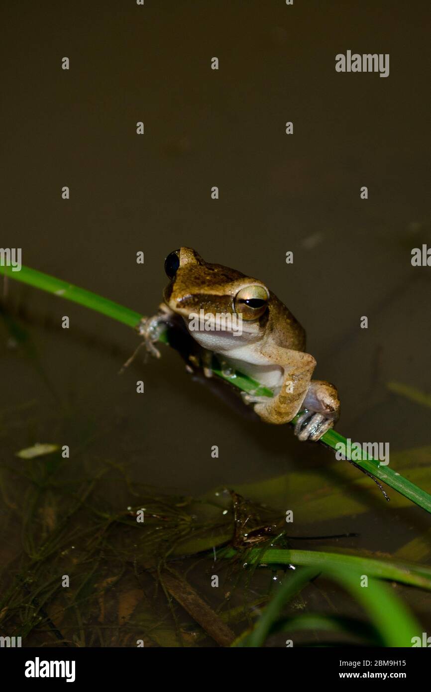 frog live in pond in dry forest and near water Stock Photo Alamy