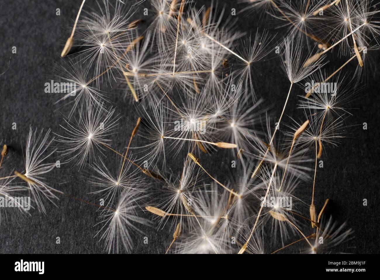 dandelion seeds over black background Stock Photo