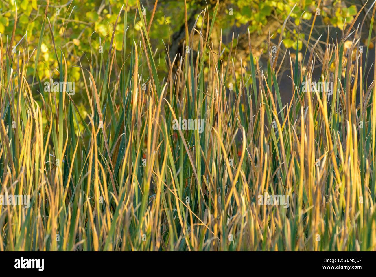 Tall cattail reeds green nature background Stock Photo - Alamy