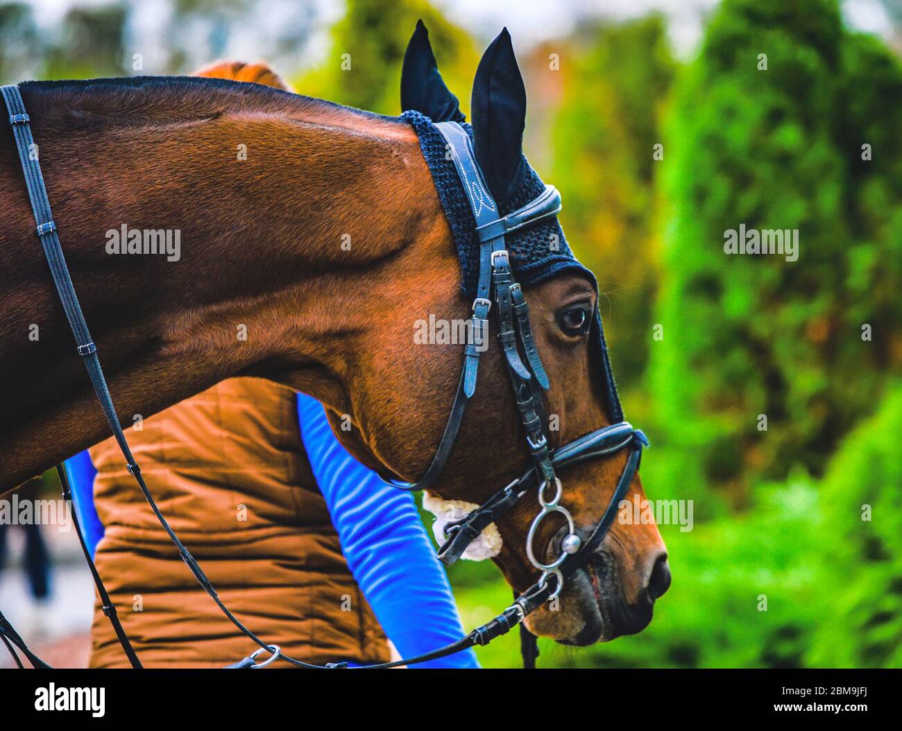The head is chestnut beautiful horse, wearing bridle, equestrian sports. Green blured trees as a background. Stock Photo