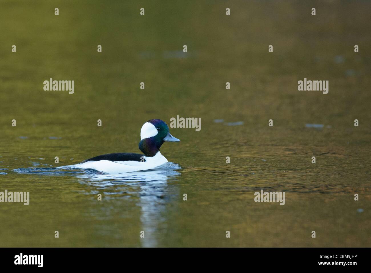 Bufflehead duck male drake swimming water Stock Photo - Alamy