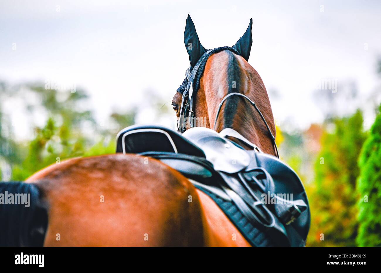Black horse leather saddle, black saddle blanket and stirrups with dark straps dressed on the horse. Beautiful sorrel horse with bridle looking back. Stock Photo