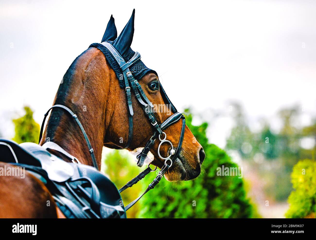 Black horse leather saddle, black saddle blanket and stirrups with dark