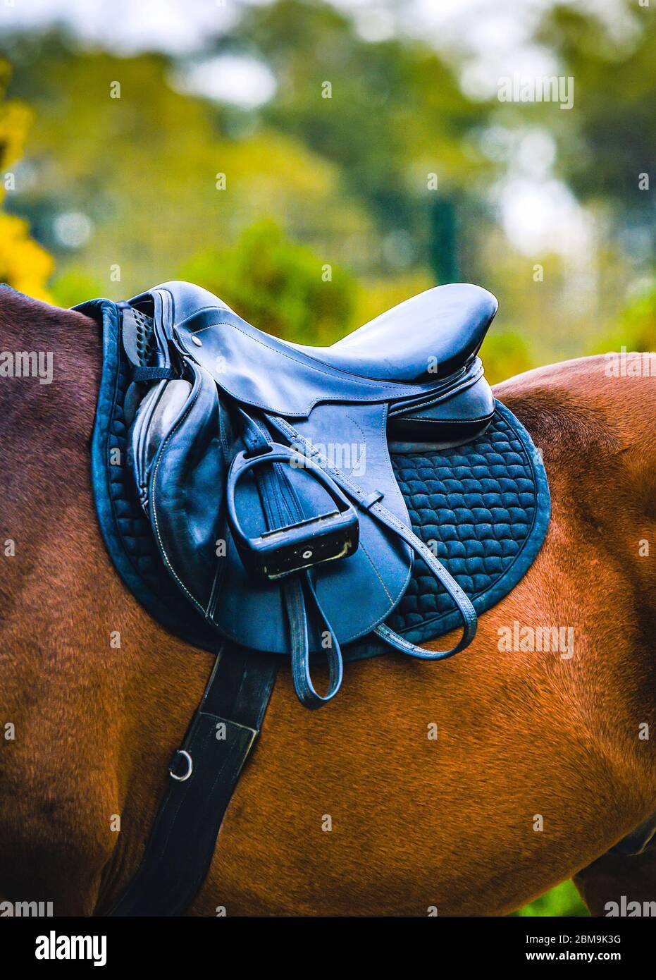 Black horse leather saddle, black saddle blanket and stirrups with dark straps dressed on the horse. Stock Photo