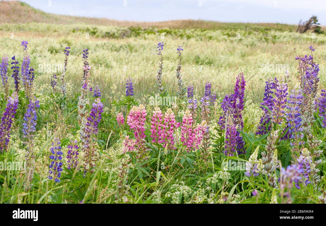 Field of colorful lupine flowers, in shades of purple and pink. North Rustico Beach, Prince Edward Island National Park, Canada Stock Photo